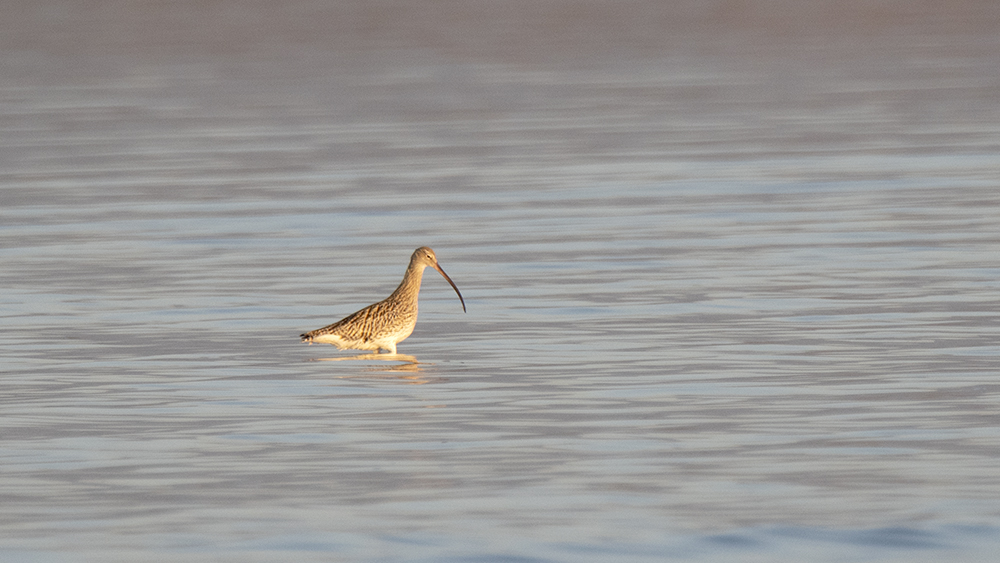 Eurasian Curlew